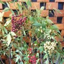 평창갈비(호평점) 이미지