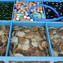 대진항(문어축제장) 이미지