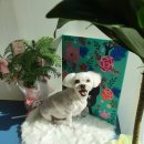 마미몽 펫샵 이미지