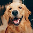 코리아동물병원 이미지