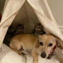 천사강아지 이미지