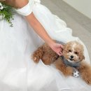 룩앤바이 | W2-1. 스튜디오 촬영_모브앤바인 사전미팅(드레스 피팅, 컨셉 시안, 야외촬영 장소 결정), 시안 공유