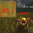 펠리나나