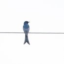 바람까마귀 Daum카페