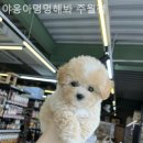 야옹아멍멍해봐(주월점) | [광주/분양샵] 야옹아멍멍해봐 주월점 반려견 입양을 고민한다면 추천하고 싶은 곳