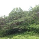 가정지천 이미지