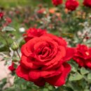 돝섬해상유원지 이미지