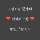 고양이별 캣 카페 이미지