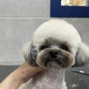 뽀숑그루밍 이미지