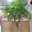 행복나무 이미지