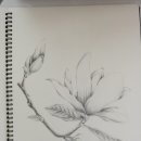 보태니컬 아트 초급 이미지