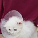 #오드아이 이미지