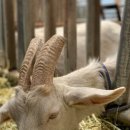 솔잎목장 이미지