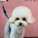피카소 동물병원 미용 이미지