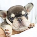 J&L 희귀모색 프렌치불독 이미지