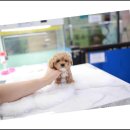 꿈꾸는 강아지 이미지