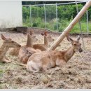 셰프라인 월드 이미지