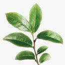 茶나무