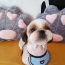 리리 펫살롱 이미지