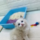 캣초딩 고양이분양 김포구래점 | 김포고양이분양 두번째입양