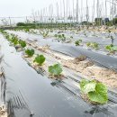 해돈농장 이미지