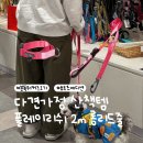 리드스타 | [분독] 다견가정 산책이 힘들다면? 분독 마틴게일 목줄 & 2m 롱리드줄 사용 후기 | 강아지 산책템 추천