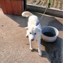 금왕동물병원 이미지