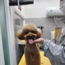 멍멍's 연구소 이미지