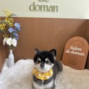 살롱드도만 | 김포애견미용 살롱드도만 포메 귀여운 곰돌이컷