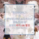 파평켄넬 | 의정부 강아지분양 &gt; 털빠짐 적은 사랑둥이 비숑프리제 왕자님!