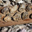 통영바다정원 이미지