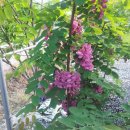 대부농장 이미지