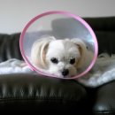 예동물병원 이미지