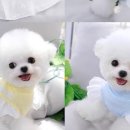 강아지봄 이미지