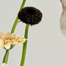 플라워펫 이미지