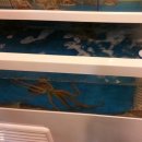 신사뻘낙지 이미지