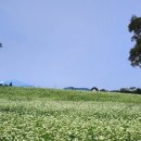 메밀꽃마을 이미지