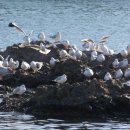 부산갈매기 이미지