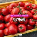 이천시농업기술센터(남부권 친환경미생물배양실) | 토마토를 먹으면 병원을 안가요! 건강한 빨간맛 이천 오건농장