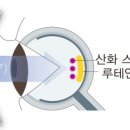 보이는세상 안경 이미지