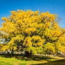 만의골보리밥 이미지