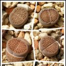 할리하우스 이미지