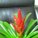 아나나스 이미지