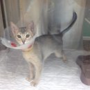 나루동물병원 이미지