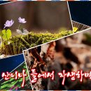 한국의 야생화 이미지