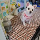 오렌지독하우스 이미지