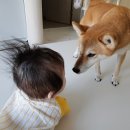 애개애개 이미지