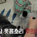 러블리하개 이미지