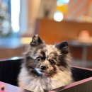 마이리틀갱스타 이미지