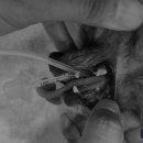 채플린동물병원 이미지